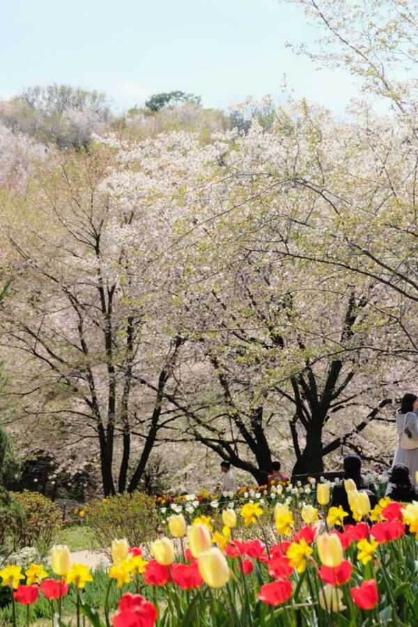 Ansan Cherry Blossom Walkway,