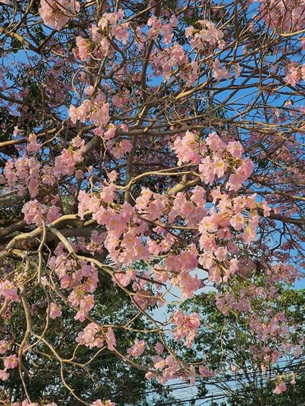 ชมพูพันธุ์ทิพย์ กำแพงแสน 2563