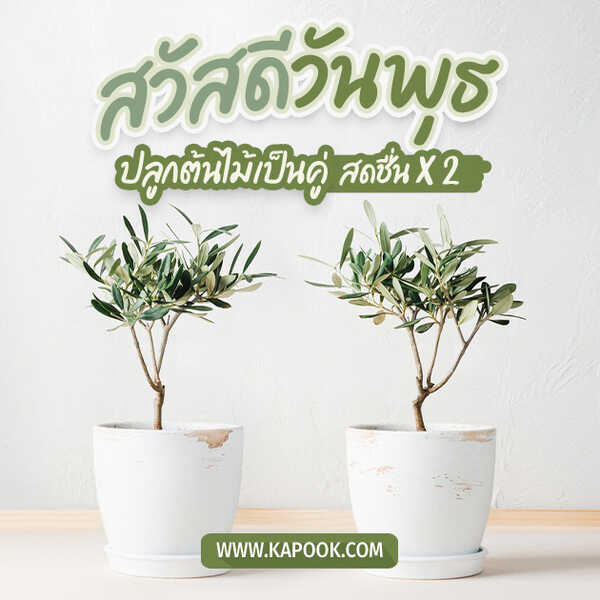สวัสดีวันพุธ ปลูกต้นไม้เป็นคู่ สดชื่น X2