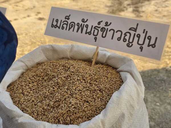 ข้าวจาปอนิกา (Japonica)