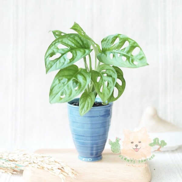 Plants Panther