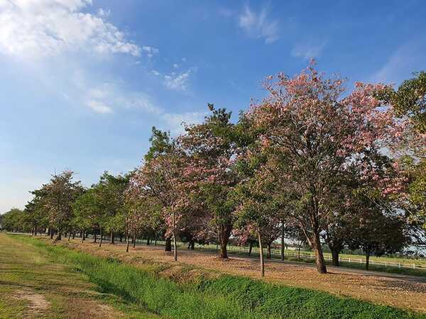 ชมพูพันธุ์ทิพย์ กำแพงแสน 2563