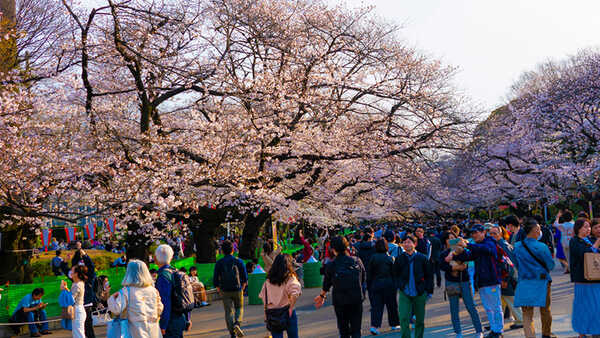 ซากุระ 2020