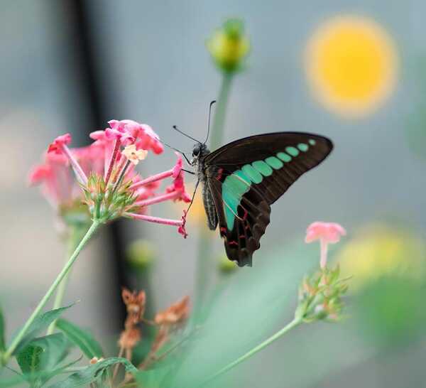งานสวนหลวง ร.9 2566  