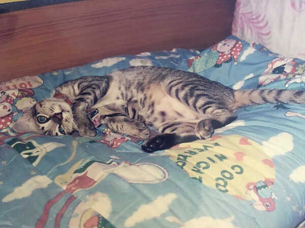 แมวเบลล่า ราณี ตาย