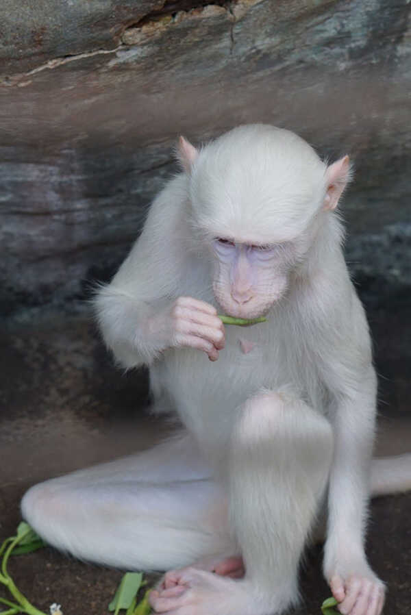 สวนสัตว์พาต้า