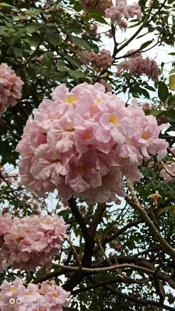 ชมพูพันธุ์ทิพย์ สวนรถไฟ