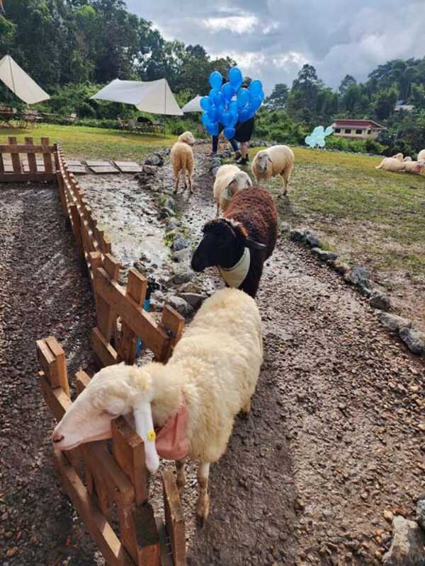บ้านแกะแม่ขิ