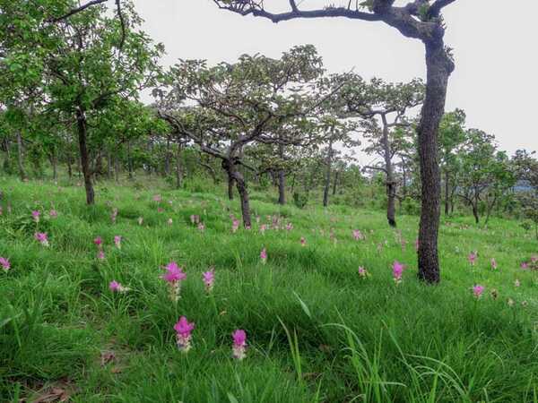 อุทยานแห่งชาติป่าหินงาม