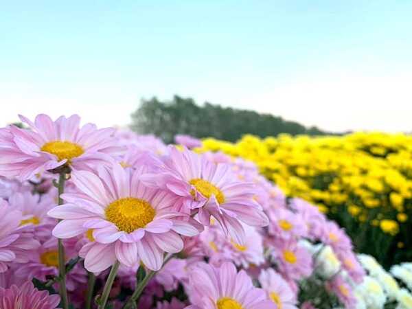 สวนดอกไม้พ่อหลวงชัชร์ เชียงใหม่