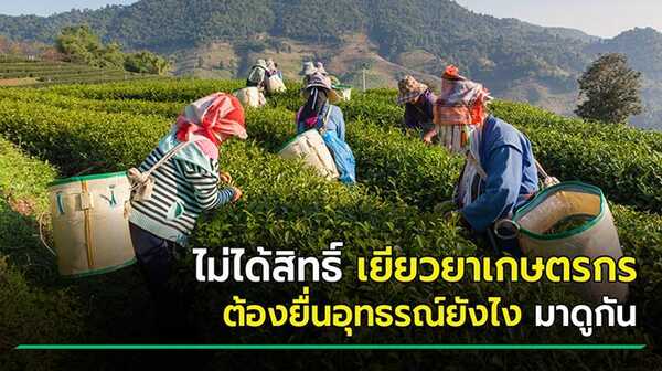 เยียวยาเกษตรกร