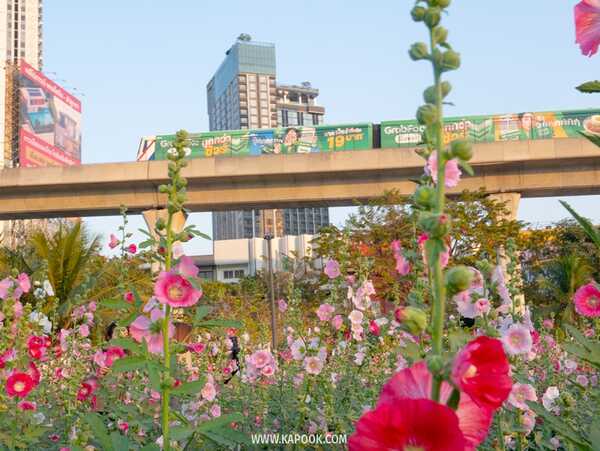 ทุ่งดอกฮอลลี่ฮ็อค สวนจตุจักร