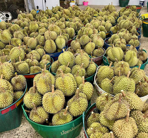 ทุเรียนเดลิเวอรี่