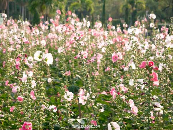 ทุ่งดอกฮอลลี่ฮ็อค สวนจตุจักร