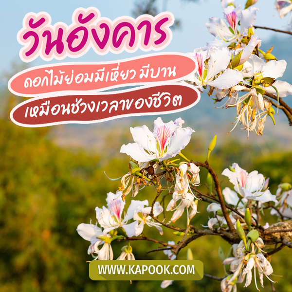 รูปสวัสดีวันอังคาร