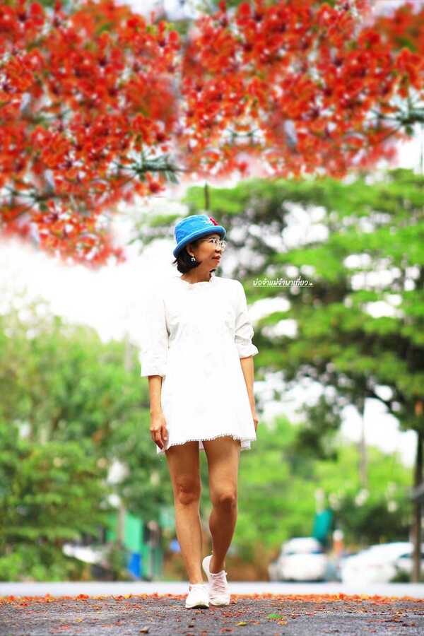 ดอกหางนกยูงบานสะพรั่ง