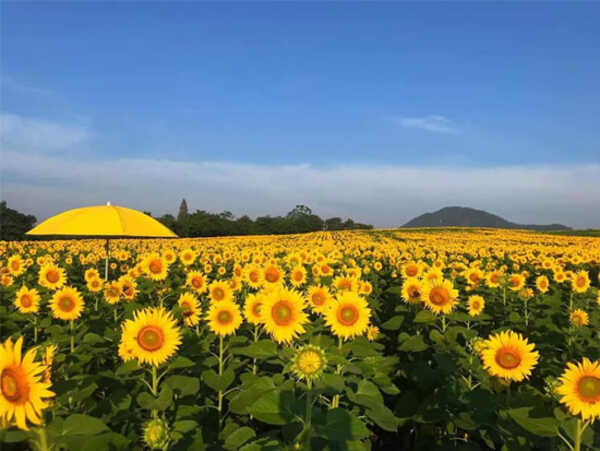 ทุ่งทานตะวัน ไร่มณีศร เขาใหญ่