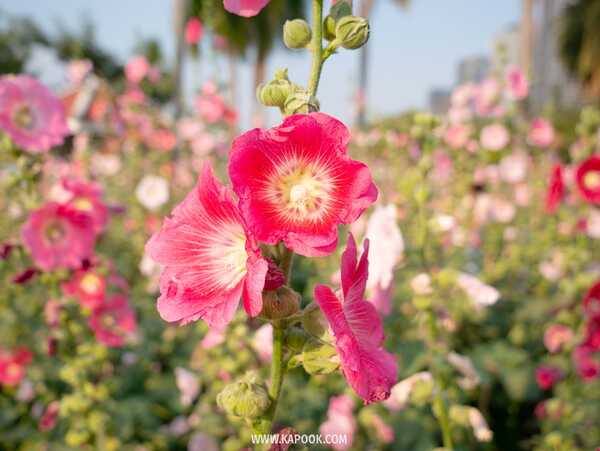 ทุ่งดอกฮอลลี่ฮ็อค สวนจตุจักร