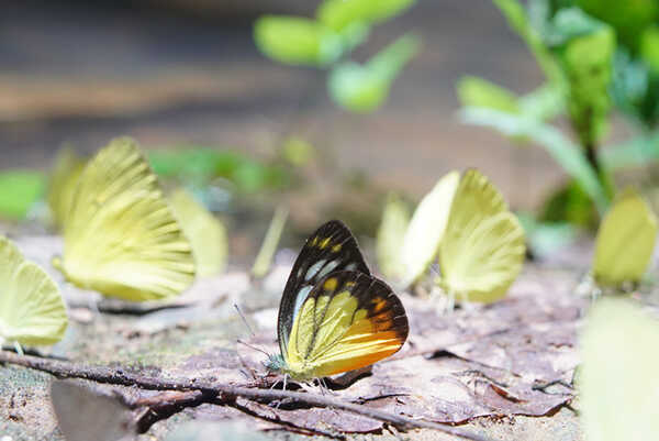 แคมป์บ้านกร่าง แก่งกระจาน จังหวัดเพชรบุรี