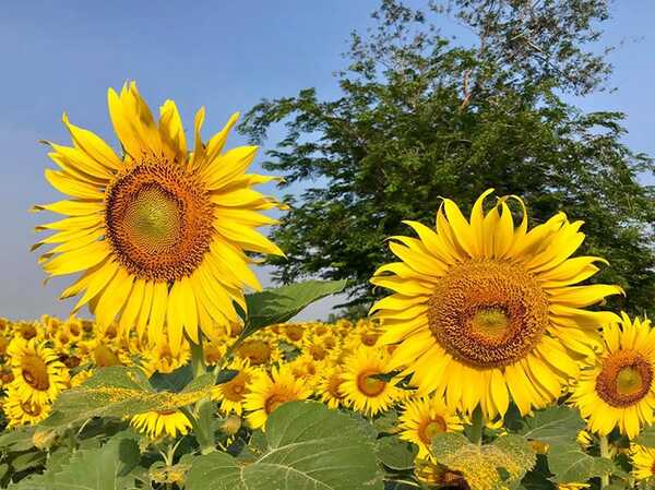 ทุ่งทานตะวัน ลพบุรี