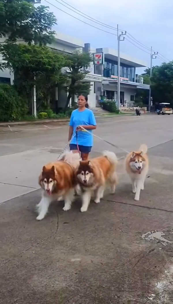 สุนารี พาหมาไปเดินเล่น แต่เจอแซะอวดรวย