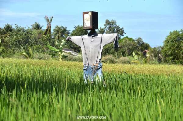 เที่ยวพัทยาเส้นทางใหม่ชุมชนวิถีเกษตรและวัฒนธรรม