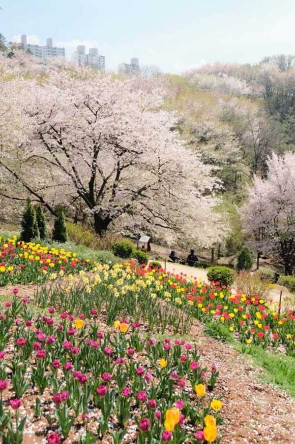 Ansan Cherry Blossom Walkway,