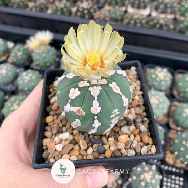 Cactusfarmy