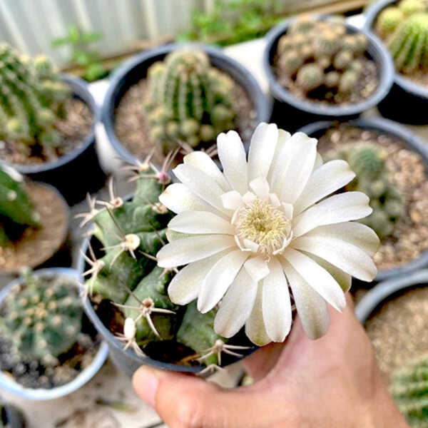 Aeycactus