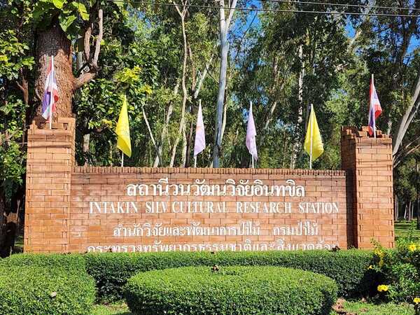สวนสนแม่แตง