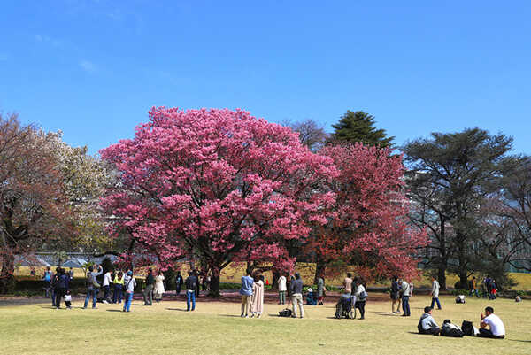 ซากุระ 2020