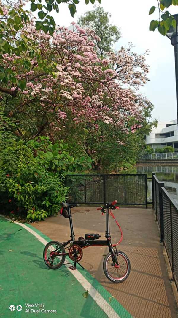 ชมพูพันธุ์ทิพย์ สวนรถไฟ
