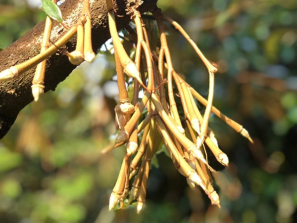 พาชมสวนทุเรียน