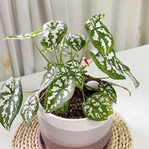 บอนสีพระยาเศวต หรือว่านปัญจเวก 