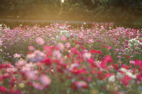 สวนเมเปิ้ล จ.กาญจนบุรี