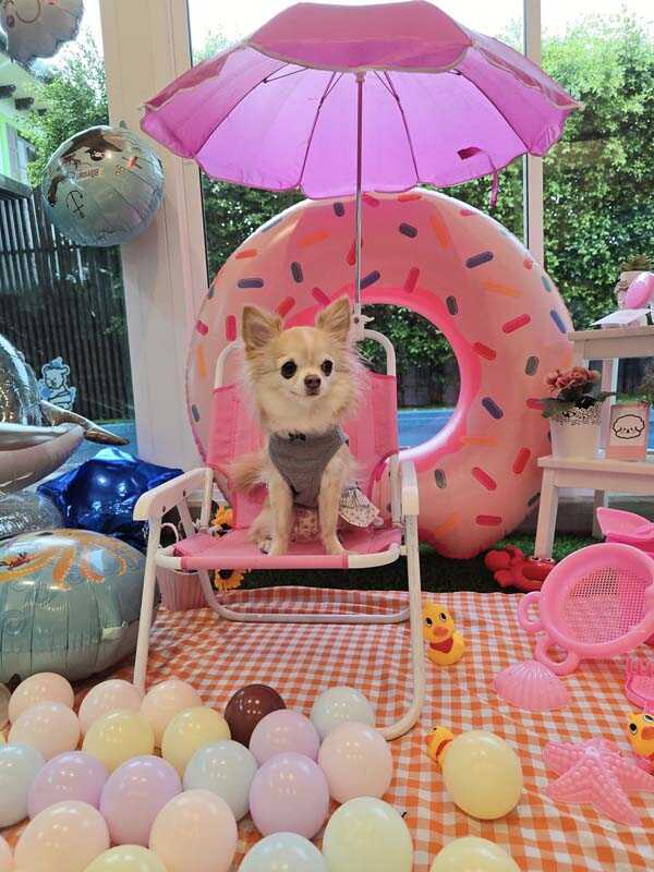 Hey My Paws