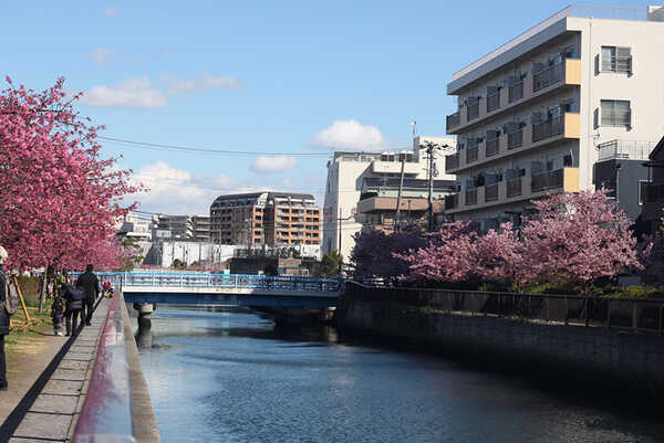 ซากุระ 2020