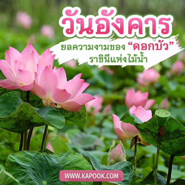 สวัสดีวันอังคาร ยลความงามของ ดอกบัว ราชินีแห่งไม้น้ำ