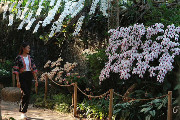 เทศกาลชมสวน 2563 อุทยานหลวงราชพฤกษ์