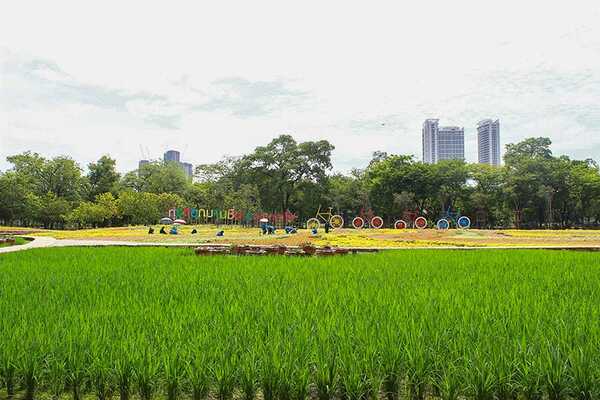 ทุ่งดอกบานชื่น สวนรถไฟ