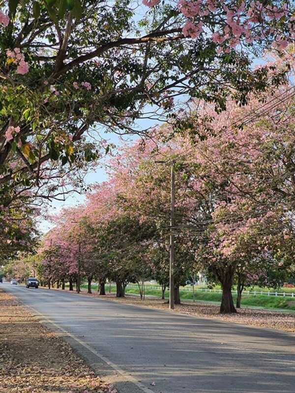 ชมพูพันธุ์ทิพย์ กำแพงแสน 2563