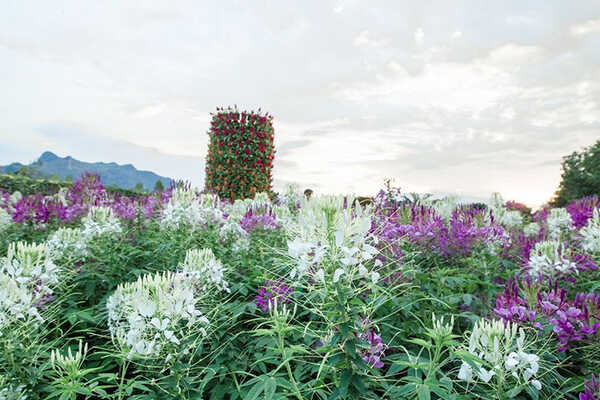 สวนเมเปิ้ล จ.กาญจนบุรี