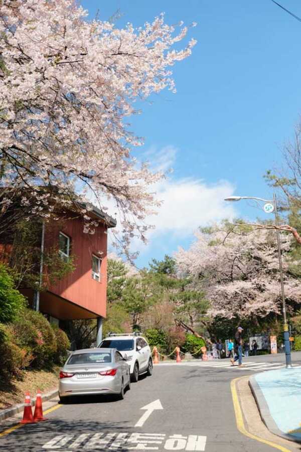 Ansan Cherry Blossom Walkway,