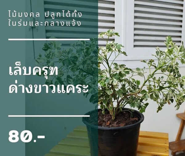Jungle Vibes Korat