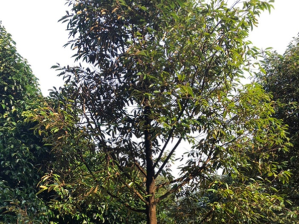 พาชมสวนทุเรียน