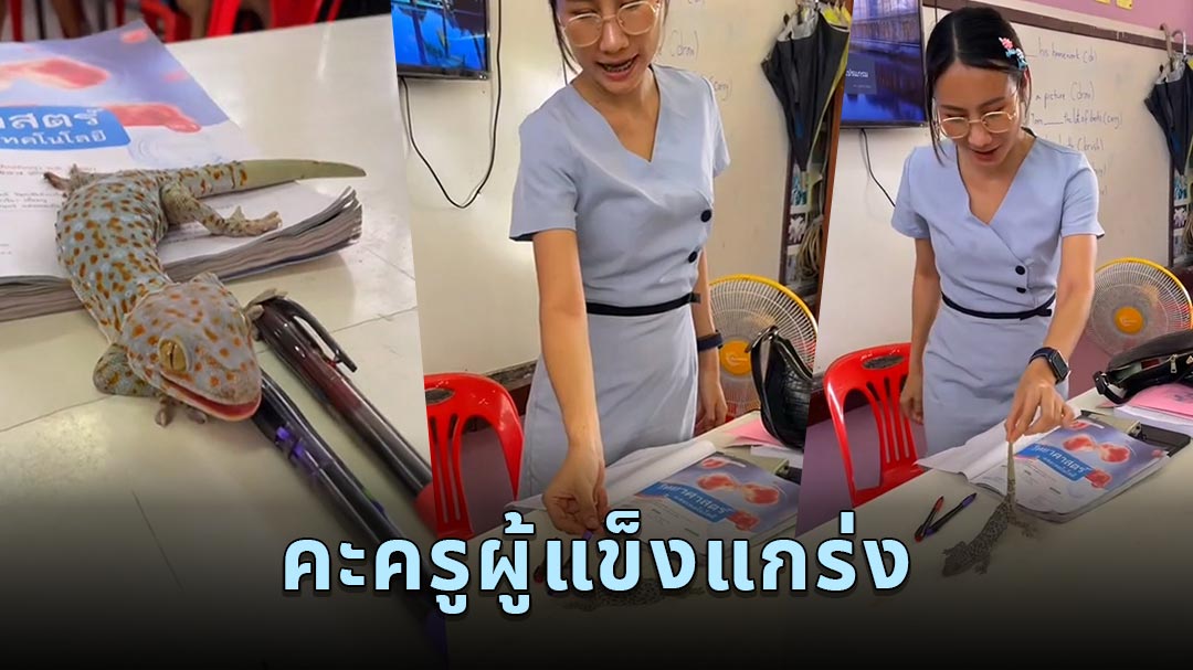 ไวรัล คุณครูสาวผู้แข็งแกร่ง ตุ๊กแกตกใส่โต๊ะไม่มีกลัว แถมมีแกล้งน้องเล่น ...