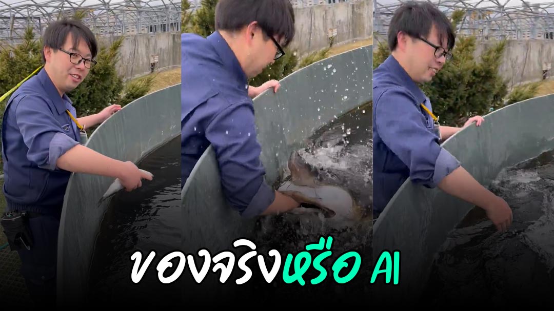 ไวรัลทำคนอึ้ง ! พนง. ให้อาหารปลายักษ์โดนงับทั้งแขนแต่ปลอดภัย