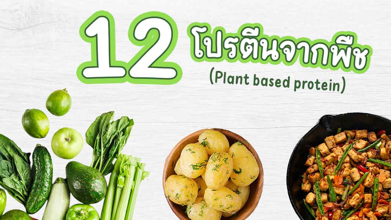 โปรตีนจากพืช Plant Based Protein คืออะไร มีอะไรบ้าง